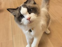 -唐小姐の私宠·宠物洗护美容·撸猫馆·购宠(周浦万达旗舰店)