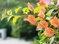 -广州市白云山风景名胜区