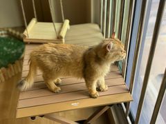 -唐小姐の私宠·宠物洗护美容·撸猫馆·购宠(周浦万达旗舰店)