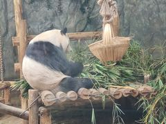 -深圳野生动物园