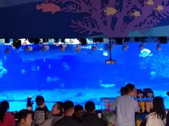 -烟台海昌鲸鲨海洋公园