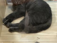 -屋虎猫馆(宝安大仟里店)