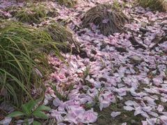 android_upload_pic-高东镇樱花园