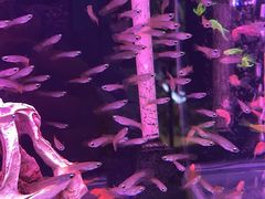 -三旗百汇商品城