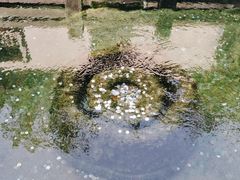 -趵突泉景区