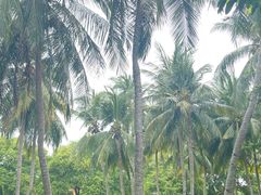 -三亚南山文化旅游区