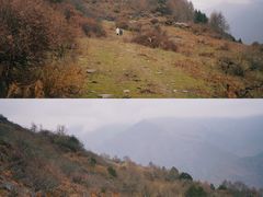 -卧龙自然保护区