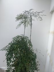 -HEYAN荷妍专业脱毛连锁机构