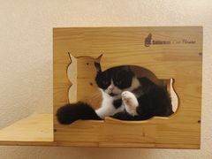 -猫友咖啡店(玉林西路店)