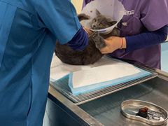 -萌兽医馆·犬猫专科·眼科中心·宠物医院(朝阳门分院)
