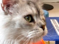 -平行世界·猫咖(首经贸店)