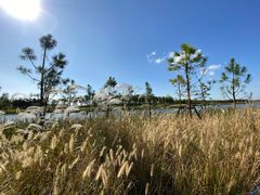 -春花秋色城市公园