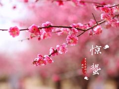 -香雪海