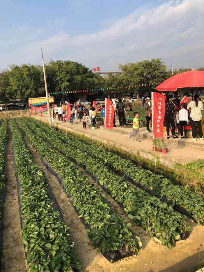 兴旺草莓园-"在网上找了好几家草莓园,评论有说被老板骂.