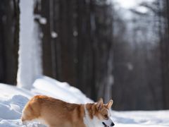 -洛阳白云山景区