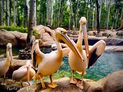 -北京野生动物园