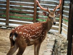 -石家庄市动物园