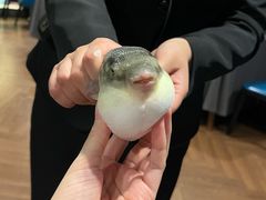 -肆月河豚·新淮扬(金融街店)