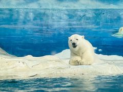 -海合安天津极地海洋公园