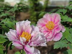 -洛阳市隋唐城遗址植物园