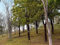 -牛岗山公园