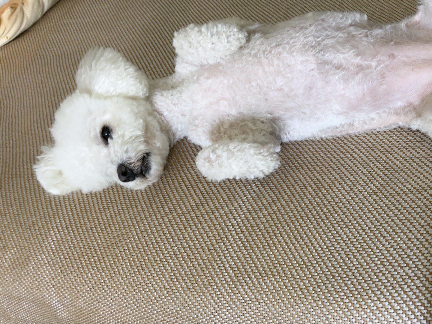 毛手毛脚萌友会