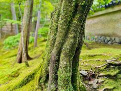 -西芳寺(苔寺)