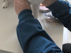 -瑞派福兴宠物医院犬猫全科·骨科·中西医结合(河东店)