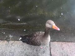 -海德公园