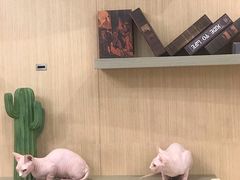 -飞行喵MR PILOT|猫舍·猫咖(静安大融城店)