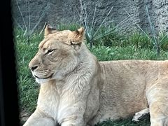 -北京野生动物园