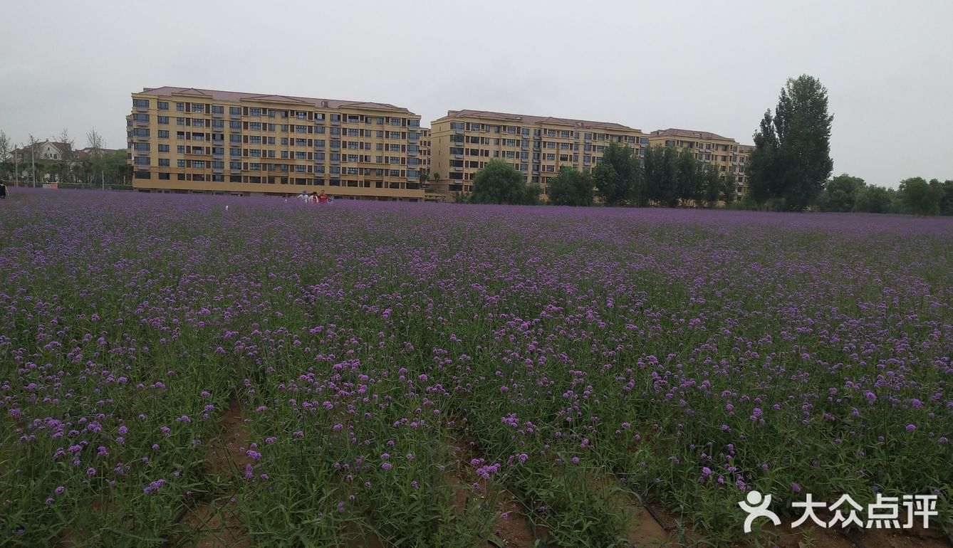 春暖花开，又到了踏春赏花的时候
