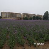 春暖花开，又到了踏春赏花的时候