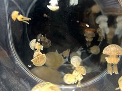 -鹿儿岛水族馆