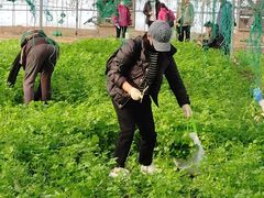 -上海都市菜园