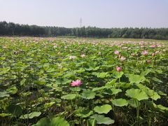 -东郊湿地公园