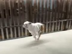 -宠物之家Pets Home 宠物寄养酒店