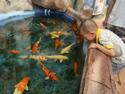 点击看大图 -奇幻萌宠部落(映月湖环宇城店)