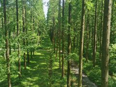 -黄海国家森林公园