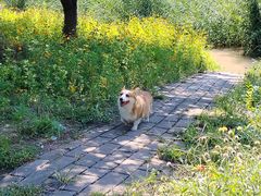 -绿堤公园