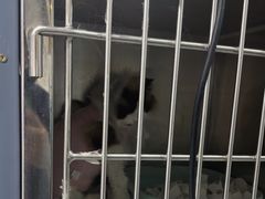 -达爱动物医院·犬猫分区·CT·复杂眼科(远洋山水分院)