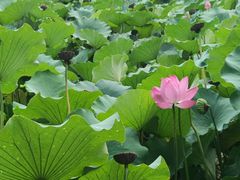 -莲池书院博物馆