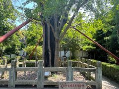 -上海佘山国家森林公园天马山园