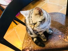 -李小姐の猫咖啡馆(五角场店)