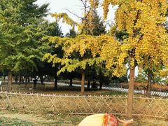 -北京西山国家森林公园