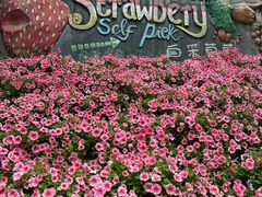 -金马仑薰衣草花园(Cameron Lavender)