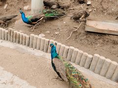 -栾川竹海野生动物园