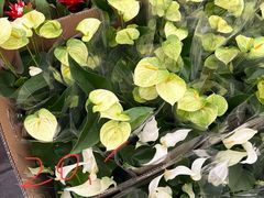 -龙大花卉苗木市场