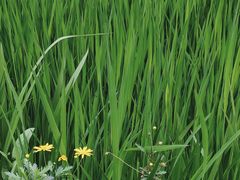 -成都市活水公园