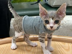 -帕帕拉兹宠物(亚洲旗舰店)